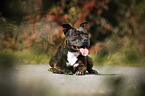 liegender Staffordshire Bullterrier