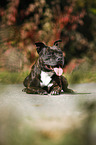 liegender Staffordshire Bullterrier