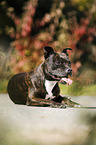 liegender Staffordshire Bullterrier