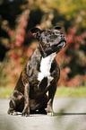 sitzender Staffordshire Bullterrier