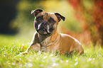 liegender Staffordshire Bullterrier