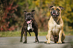 2 Staffordshire Bullterrier