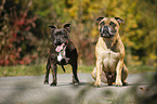 2 Staffordshire Bullterrier