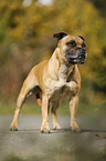 stehender Staffordshire Bullterrier