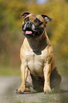 sitzender Staffordshire Bullterrier