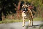 stehender Staffordshire Bullterrier