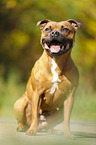 sitzender Staffordshire Bullterrier