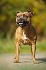 stehender Staffordshire Bullterrier