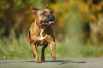 rennender Staffordshire Bullterrier