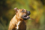 Staffordshire Bullterrier Portrait