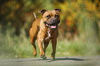 rennender Staffordshire Bullterrier