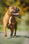 rennender Staffordshire Bullterrier