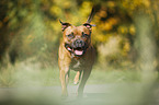 rennender Staffordshire Bullterrier