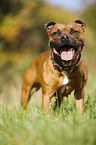 stehender Staffordshire Bullterrier