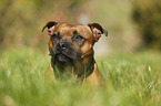 Staffordshire Bullterrier Portrait