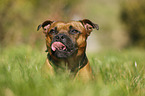 Staffordshire Bullterrier Portrait