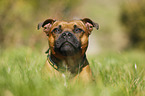 Staffordshire Bullterrier Portrait