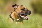 Staffordshire Bullterrier Portrait