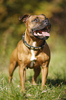 stehender Staffordshire Bullterrier