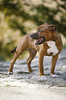 stehender Staffordshire Bullterrier