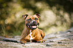 liegender Staffordshire Bullterrier