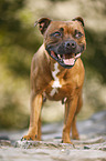 stehender Staffordshire Bullterrier