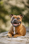 liegender Staffordshire Bullterrier