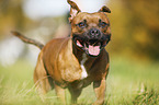 rennender Staffordshire Bullterrier