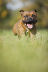 rennender Staffordshire Bullterrier