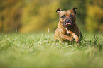 rennender Staffordshire Bullterrier