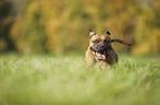 rennender Staffordshire Bullterrier