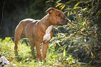 junger Staffordshire Bullterrier