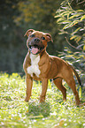 junger Staffordshire Bullterrier