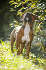 junger Staffordshire Bullterrier