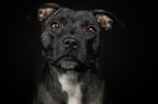 Staffordshire Bullterrier Portrait