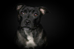 Staffordshire Bullterrier Portrait