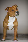 stehender Staffordshire Terrier