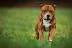 rennender Staffordshire Bullterrier