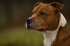 Staffordshire Bullterrier Portrait