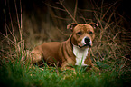 liegender Staffordshire Bullterrier