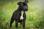 stehender Staffordshire Bullterrier