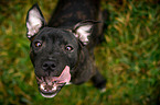 Staffordshire Bullterrier Portrait