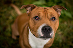 Staffordshire Bullterrier Portrait