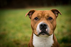 Staffordshire Bullterrier Portrait