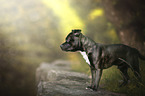 Staffordshire Bullterrier