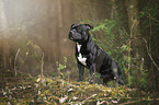 Staffordshire Bullterrier