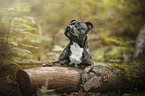 liegender Staffordshire Bullterrier