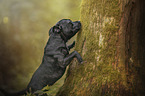 Staffordshire Bullterrier