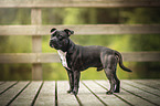 Staffordshire Bullterrier