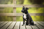 Staffordshire Bullterrier